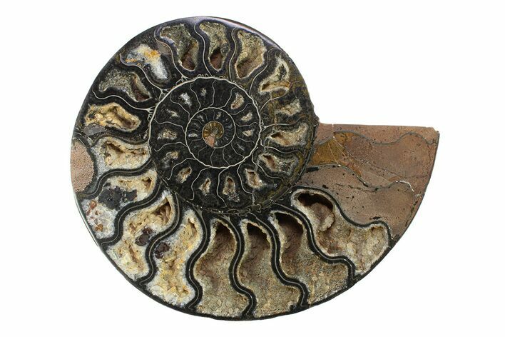 Cut & Polished Ammonite Fossil (Half) - Unusual Black Color #281421